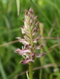 Anacamptis coriophora